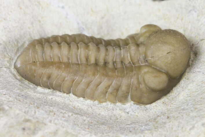 Cute Baby Kainops Trilobite - Black Cat Mountain #142082